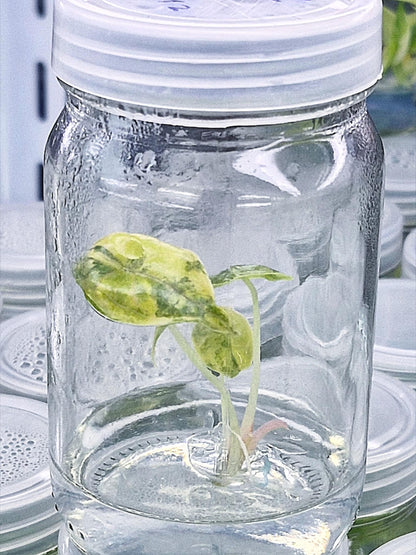 Alocasia Azlanii Aurea Variegated – Tissue Culture (Wholesale)