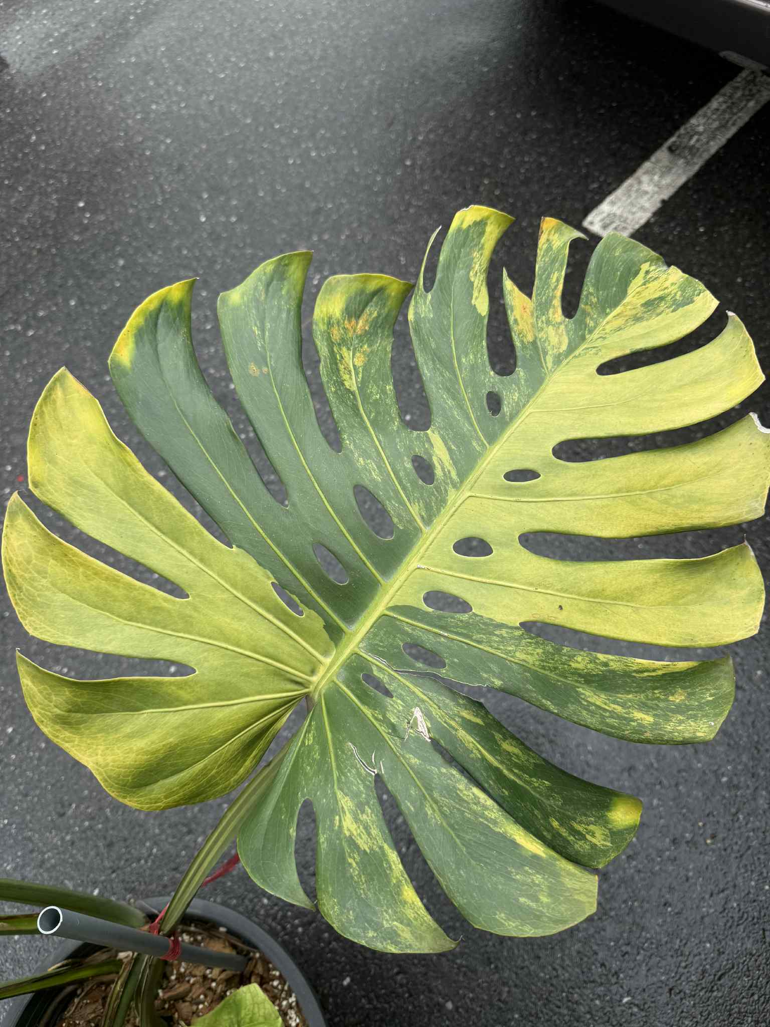 Monstera Deliciosa “Golden Mint” Variegated – Mature Big Size (Rare Actual Plant)