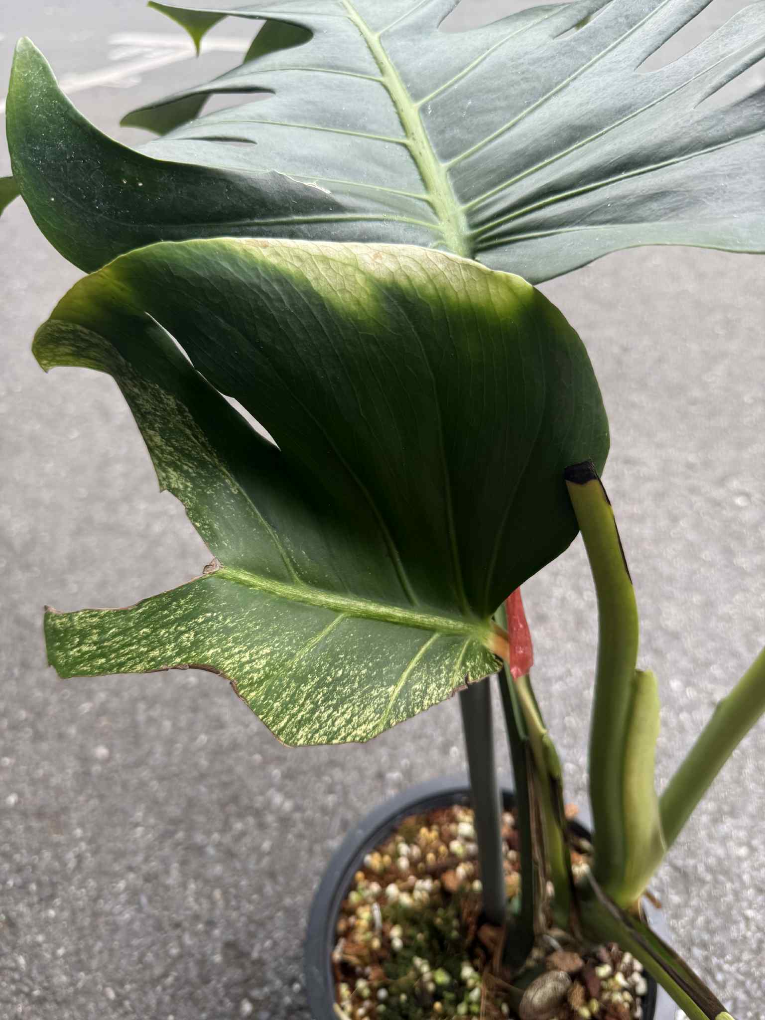 Monstera Deliciosa “Green On Lime” Variegated –(Actual Plant)