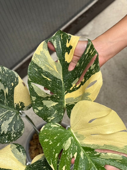 Monstera Deliciosa “Ivory” 