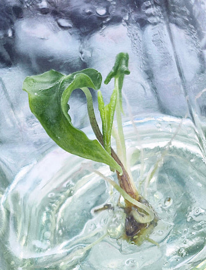 Alocasia Loco – Tissue Culture Wholesale