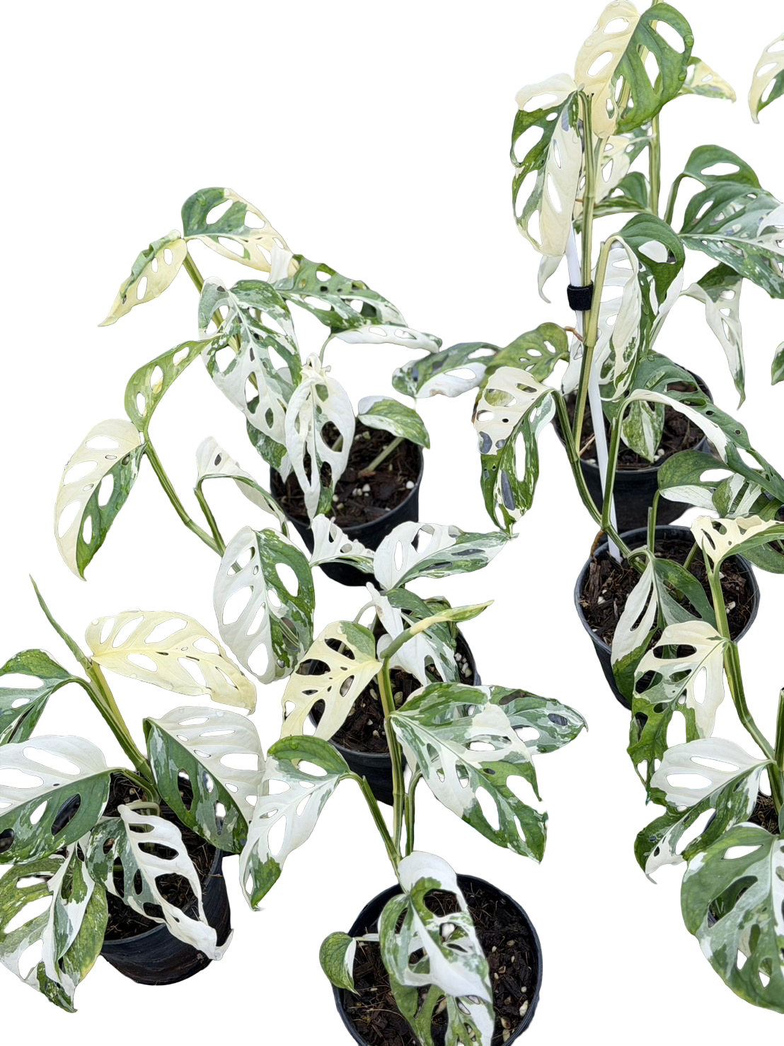 Monstera adansonii ‘Acuminata’ Albo Variegated – Set of 10 Plants (Wholesale)