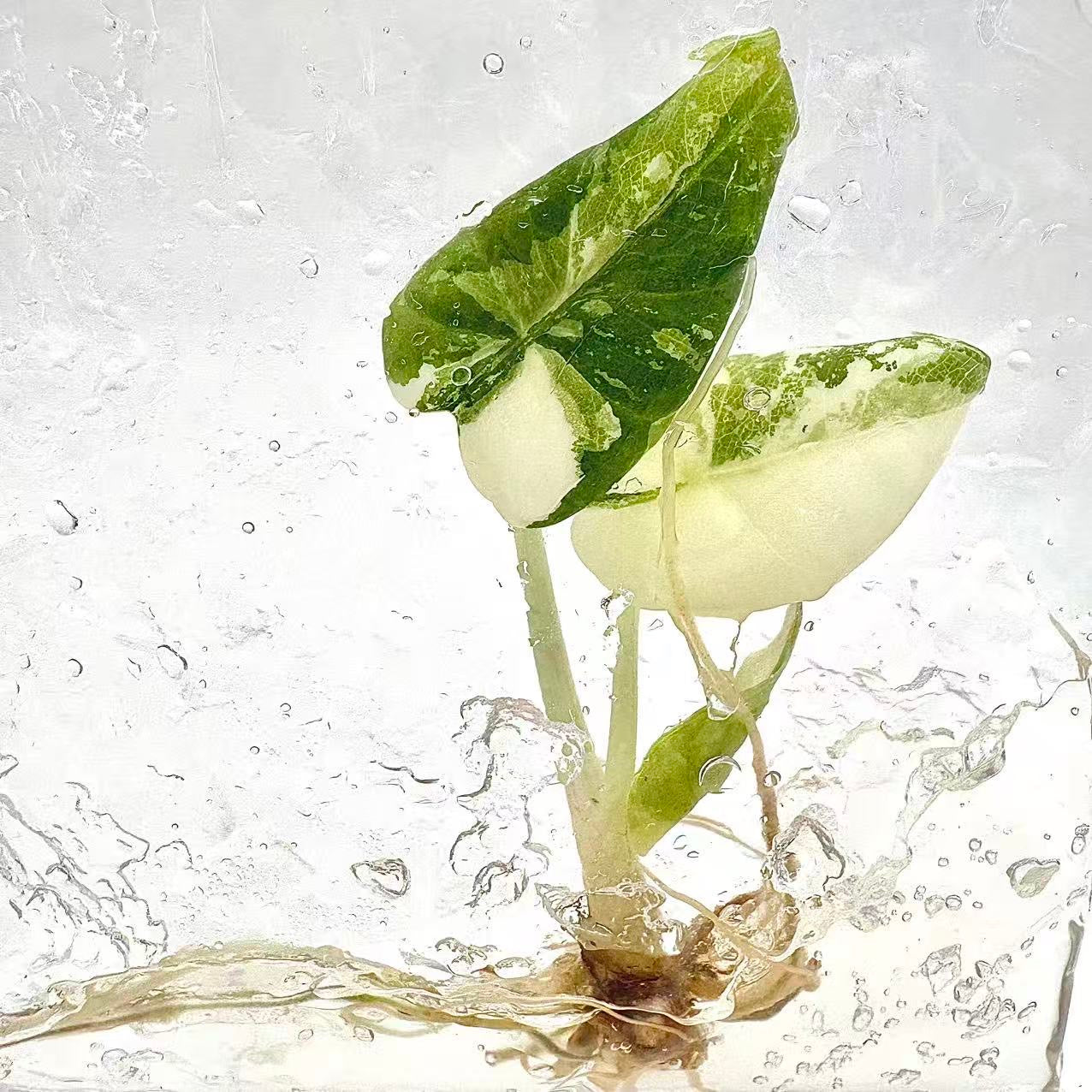 Alocasia Maharani Albo Variegated – Plant Tissue Culture (Wholesale) Set of 5 Plants