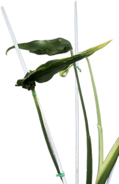Monstera Deliciosa “Hurricane” – Rare Collector’s Choice (Exact Plant)