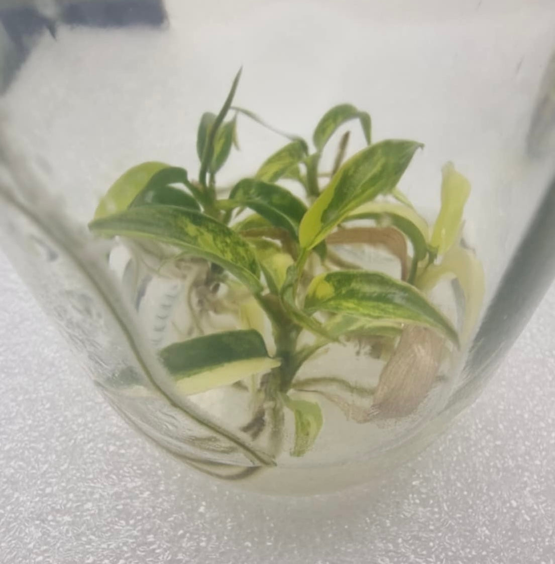 Philodendron Florida Beauty x Tortum – Tissue Culture Wholesale