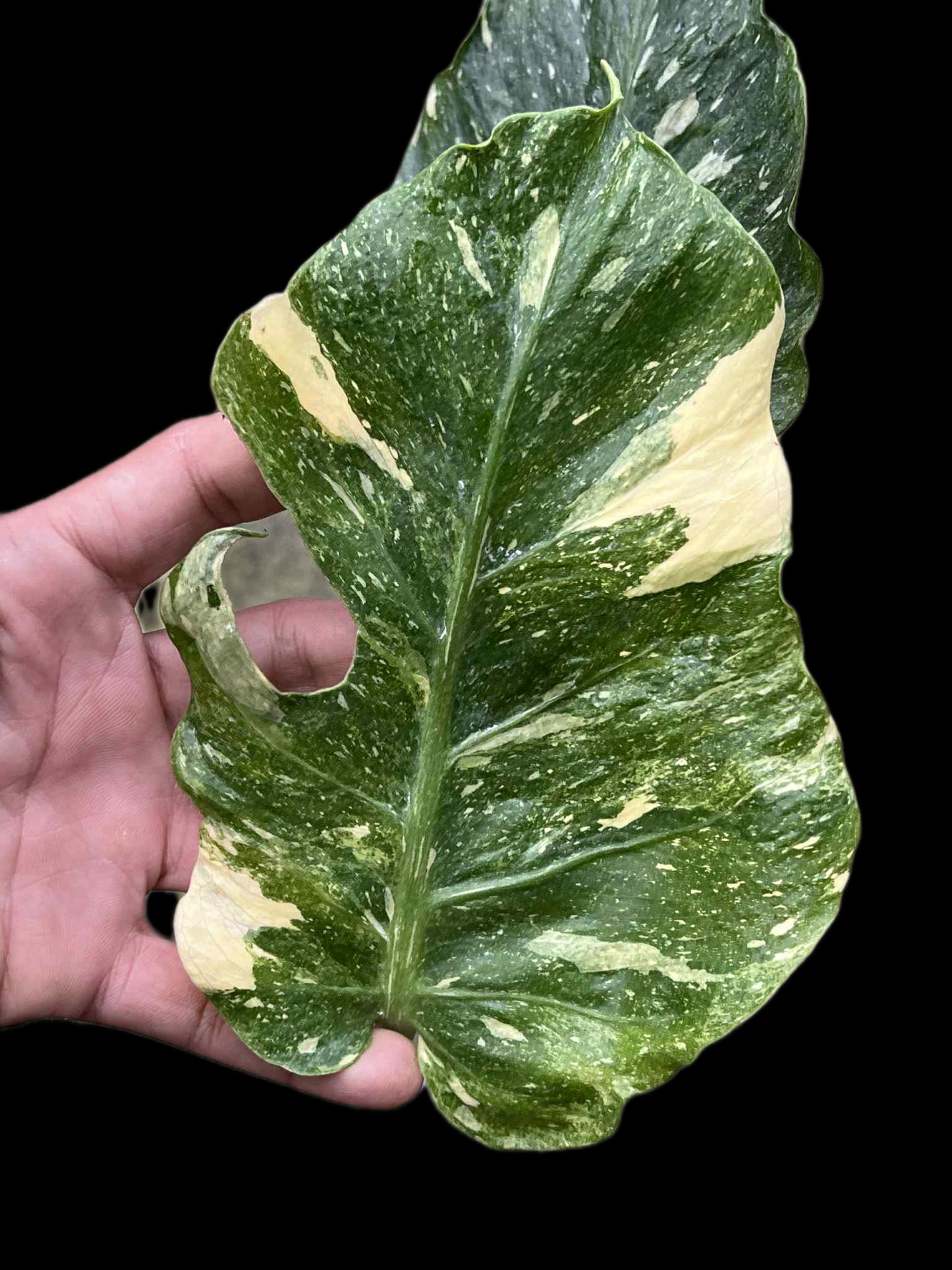 Monstera Deliciosa “NOID Tricolor” — Actual Plant (Rare)