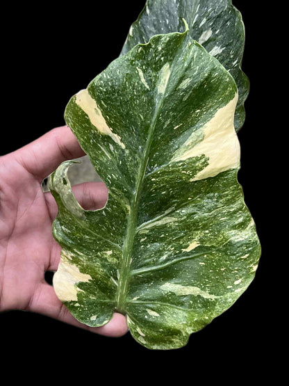 Monstera Deliciosa “NOID Tricolor” — Actual Plant (Rare)