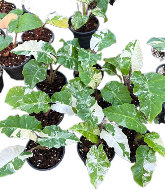 Alocasia “Low Rider” Albo Variegated