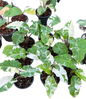 Alocasia “Low Rider” Albo Variegated