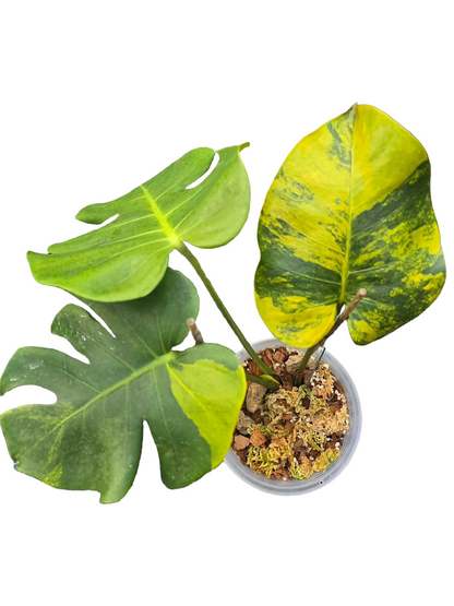 Monstera Deliciosa “Orange Rusty”