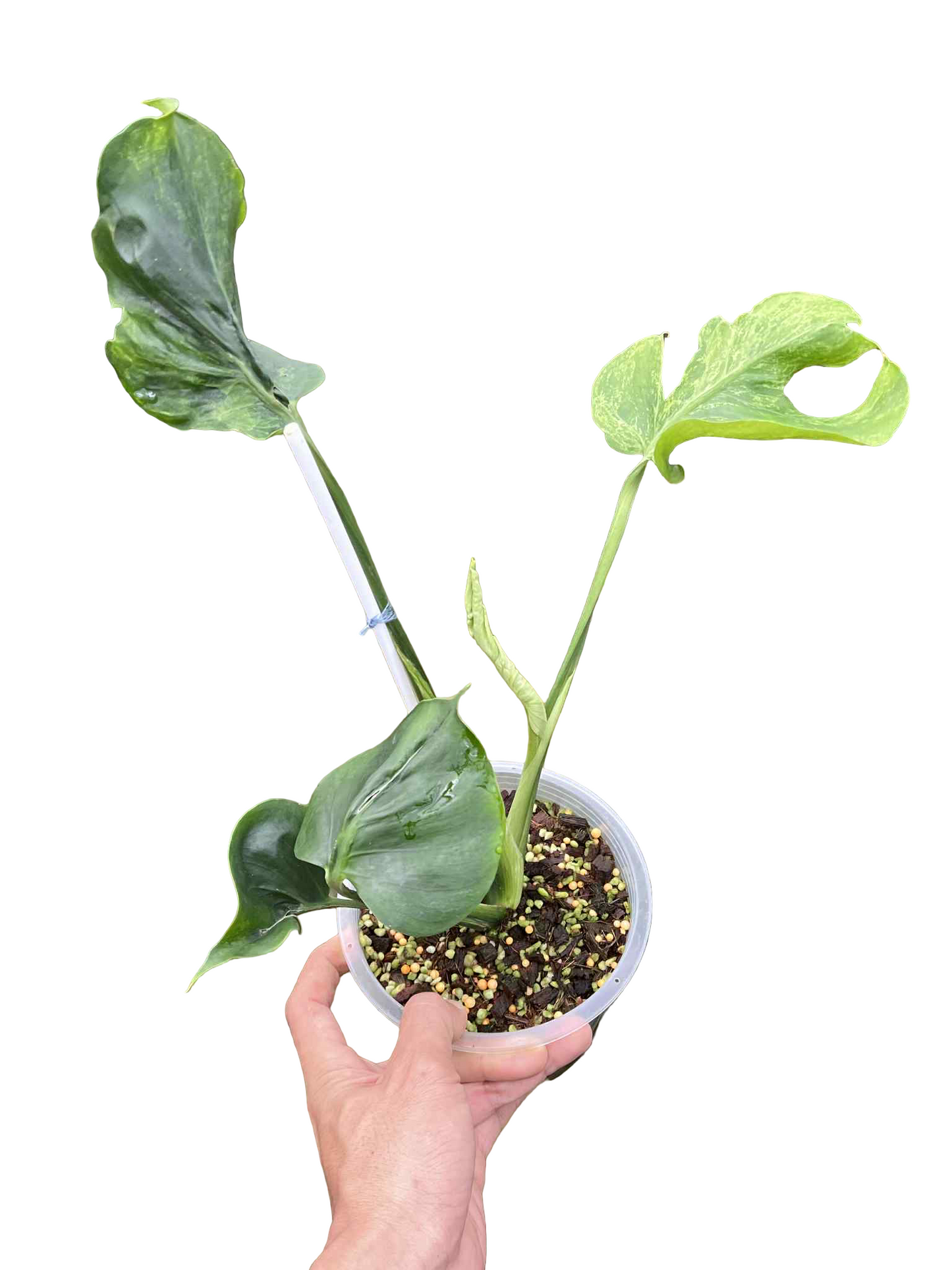 Monstera Deliciosa “Green Coral” — Actual Plant (Rare)