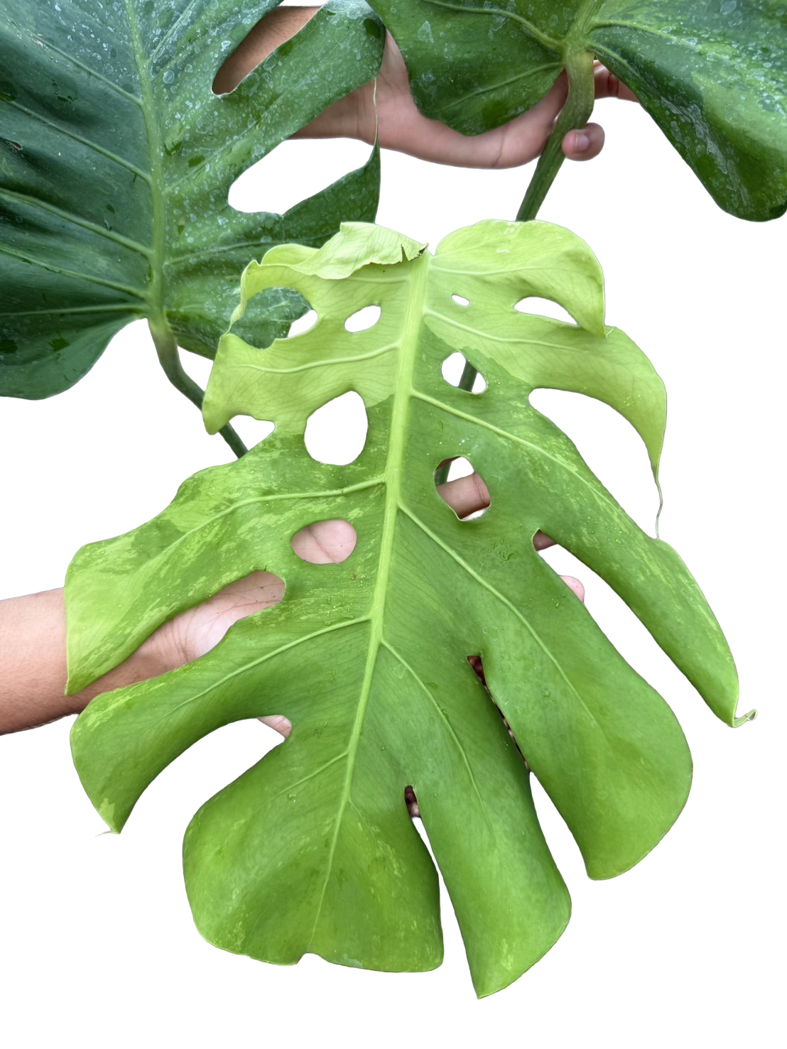 Monstera Deliciosa NOID Variegated –(Actual Plant)