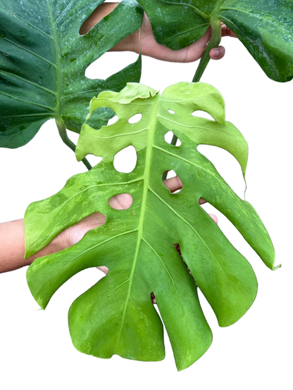 Monstera Deliciosa NOID Variegated –(Actual Plant)