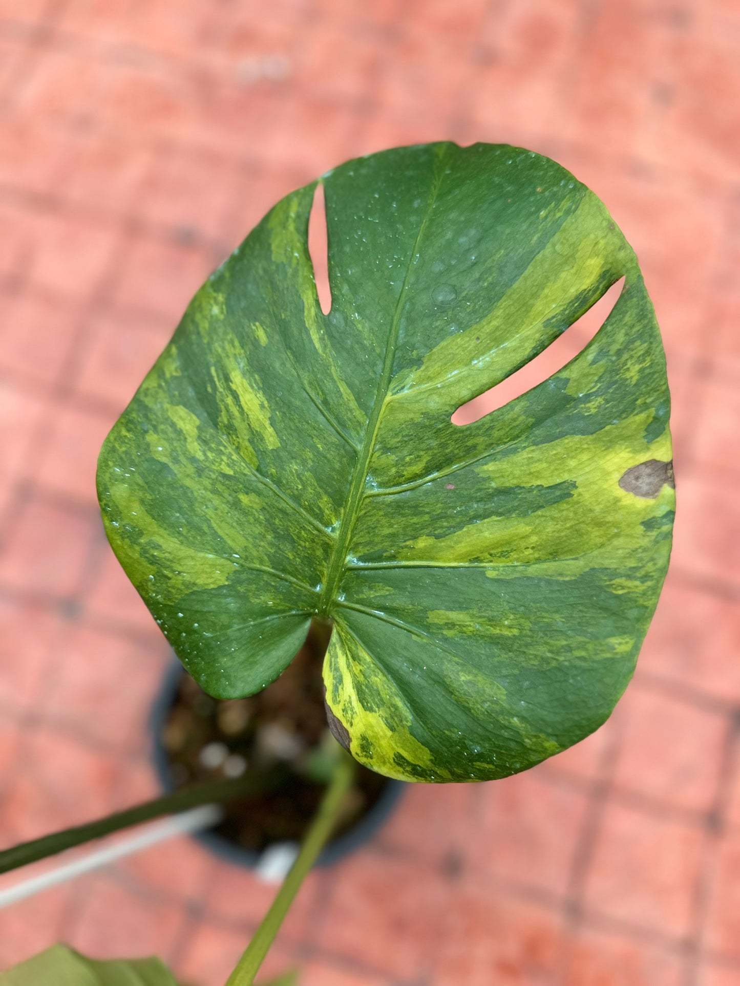 Monstera Deliciosa “Golden Mint” –  (Actual Plant)