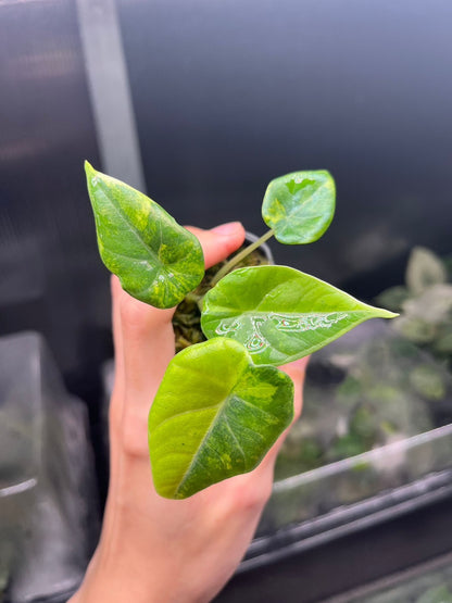 Alocasia Maharani Gold Lime Variegated