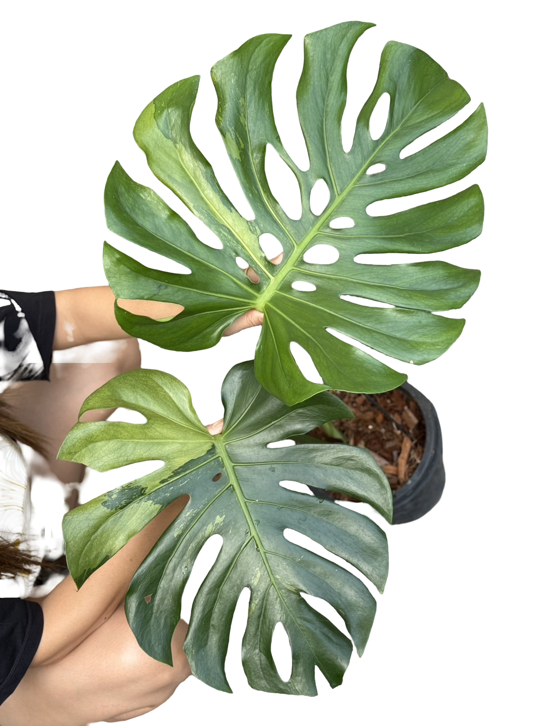 Monstera Deliciosa “Lemon Mint” Variegated