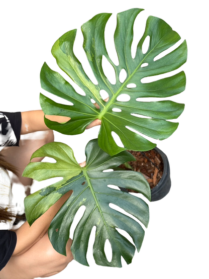 Monstera Deliciosa “Lemon Mint” Variegated