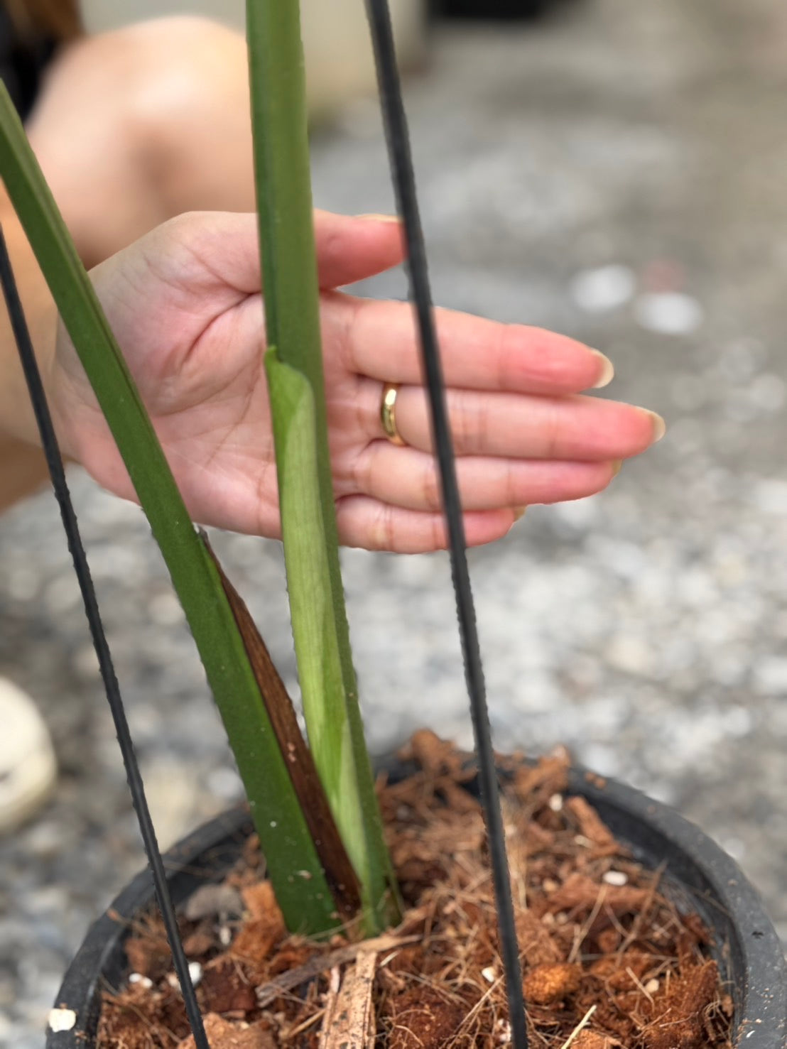 Monstera Deliciosa “Lemon Mint” Variegated