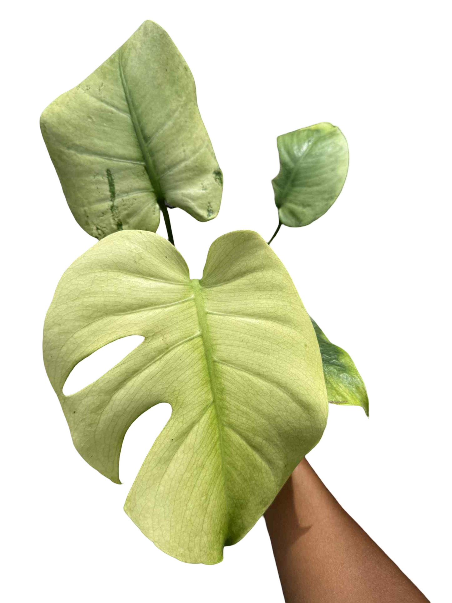Monstera Deliciosa NOID Variegated –(Actual Plant)