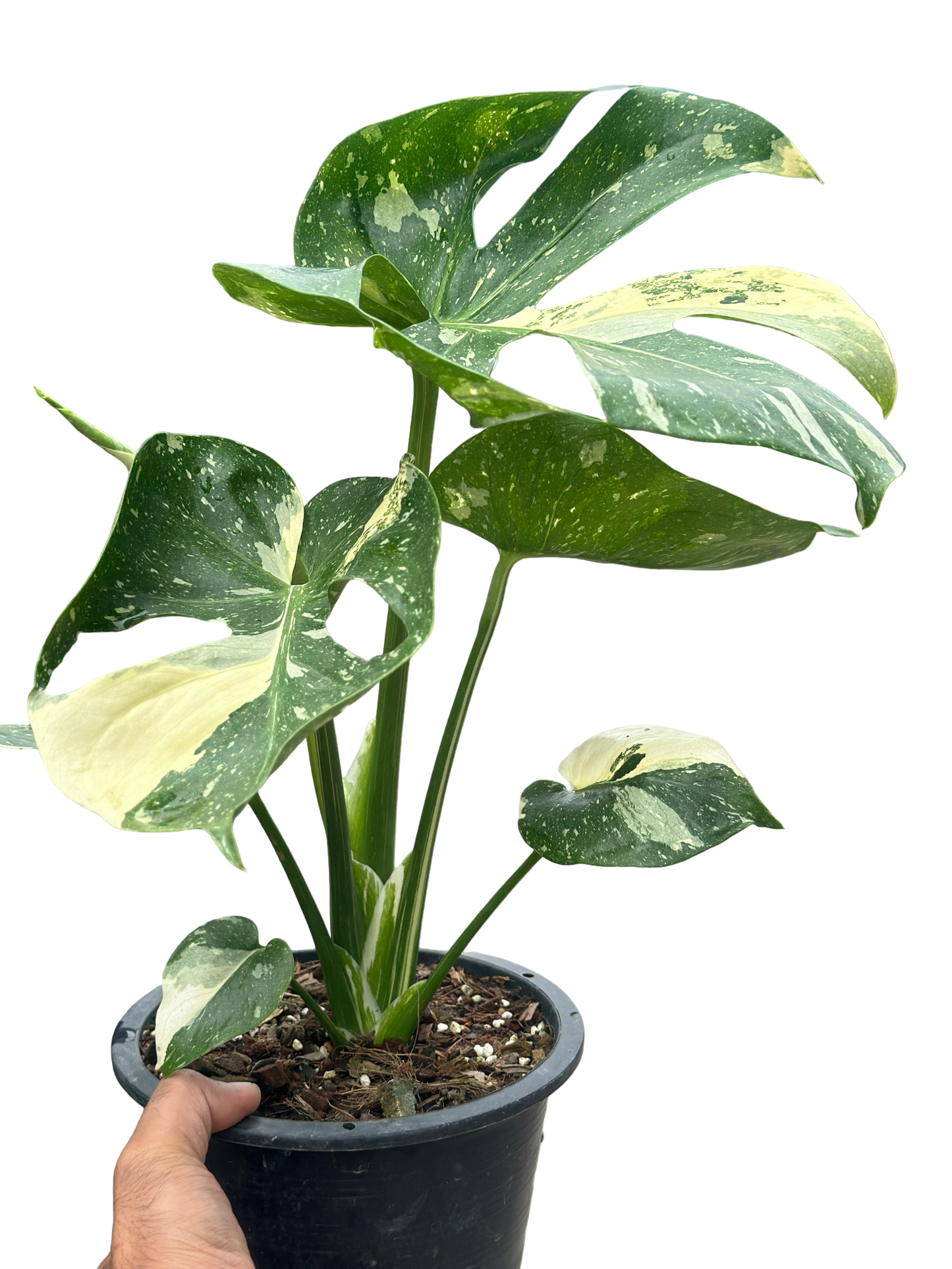 Monstera Thai Constellation “Platinum ” Cup” – (Actual Plant)