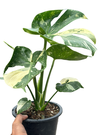 Monstera Thai Constellation “Platinum ” Cup” – (Actual Plant)