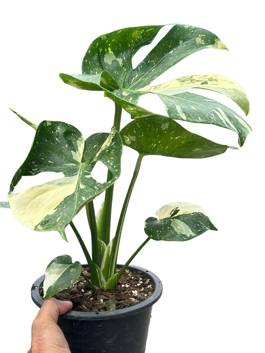 Monstera Thai Constellation “Platinum ” Cup” – (Actual Plant)