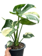 Monstera Thai Constellation “Platinum ” Cup” – (Actual Plant)