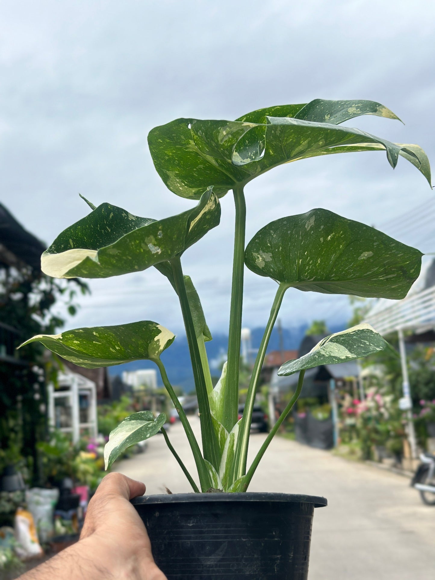 Monstera Thai Constellation “Platinum ” Cup” – (Actual Plant)