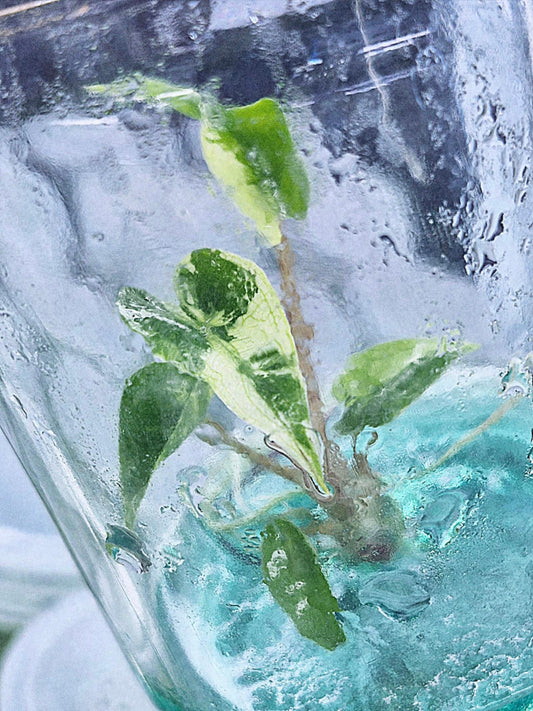 Alocasia Stingray Albo Variegated – Tissue Culture Wholesale