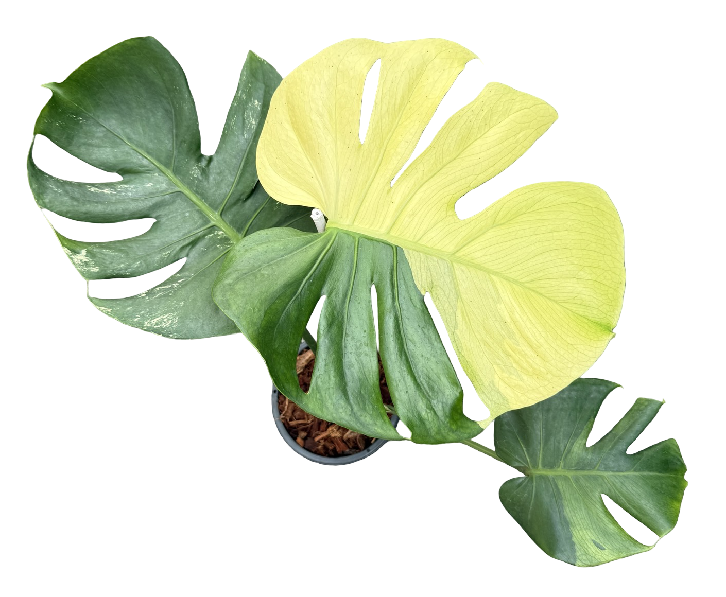 Monstera Deliciosa “NOID” - Actual Plant