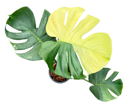 Monstera Deliciosa “NOID” - Actual Plant