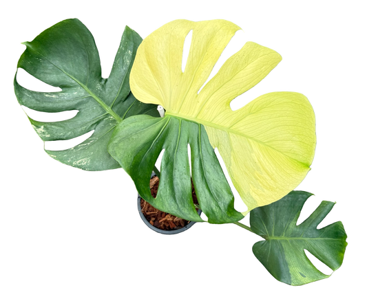 Monstera Deliciosa “NOID” - Actual Plant