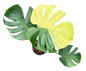 Monstera Deliciosa “NOID” - Actual Plant