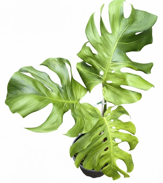 Monstera Deliciosa (Green on Green) NOID – Actual Plant