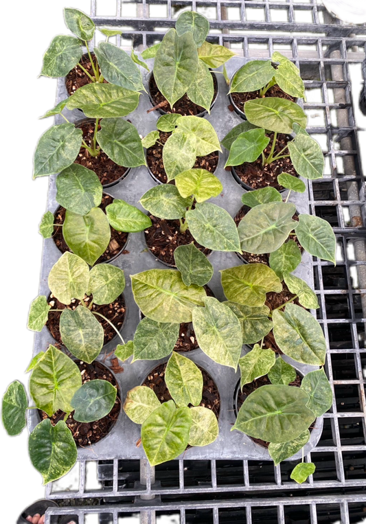 Alocasia Golden Bone Variegated
