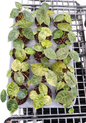 Alocasia Golden Bone Variegated