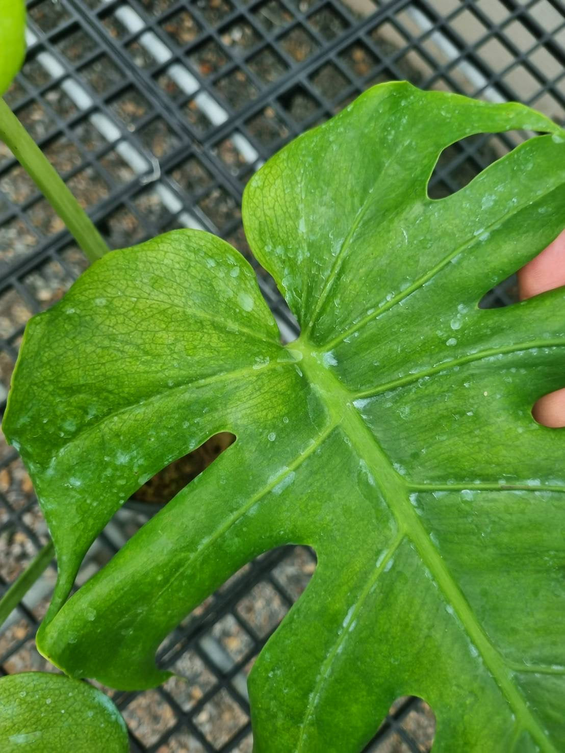 Monstera Deliciosa “NOID” - Actual Plant