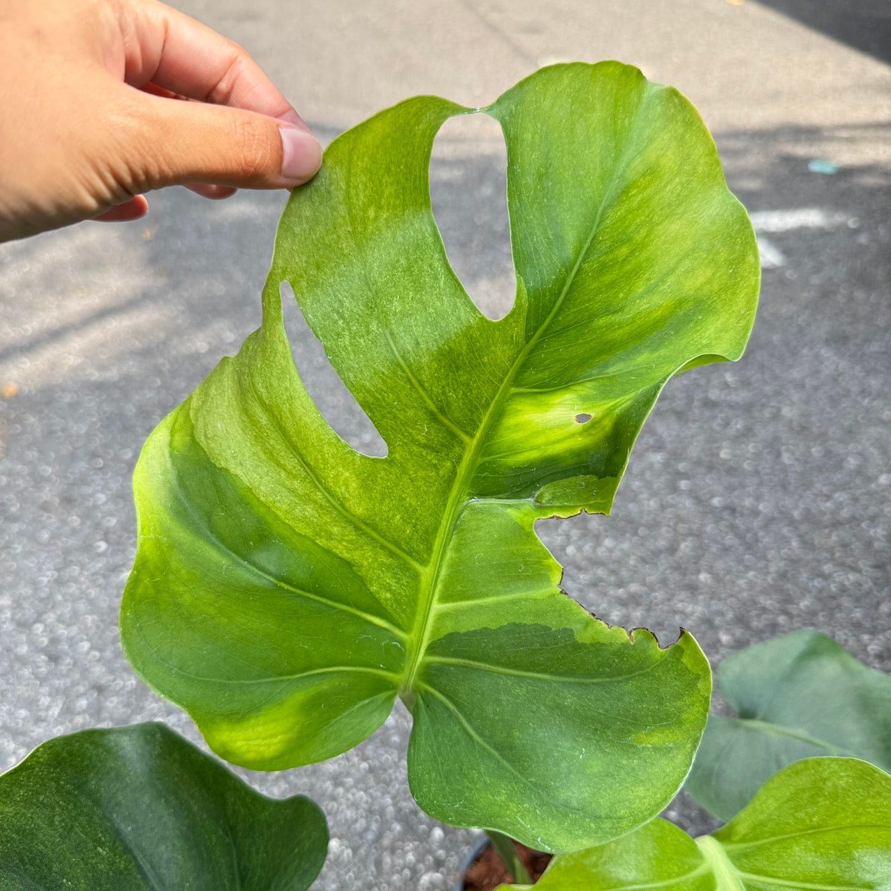 Monstera Deliciosa “NOID” - Actual Plant