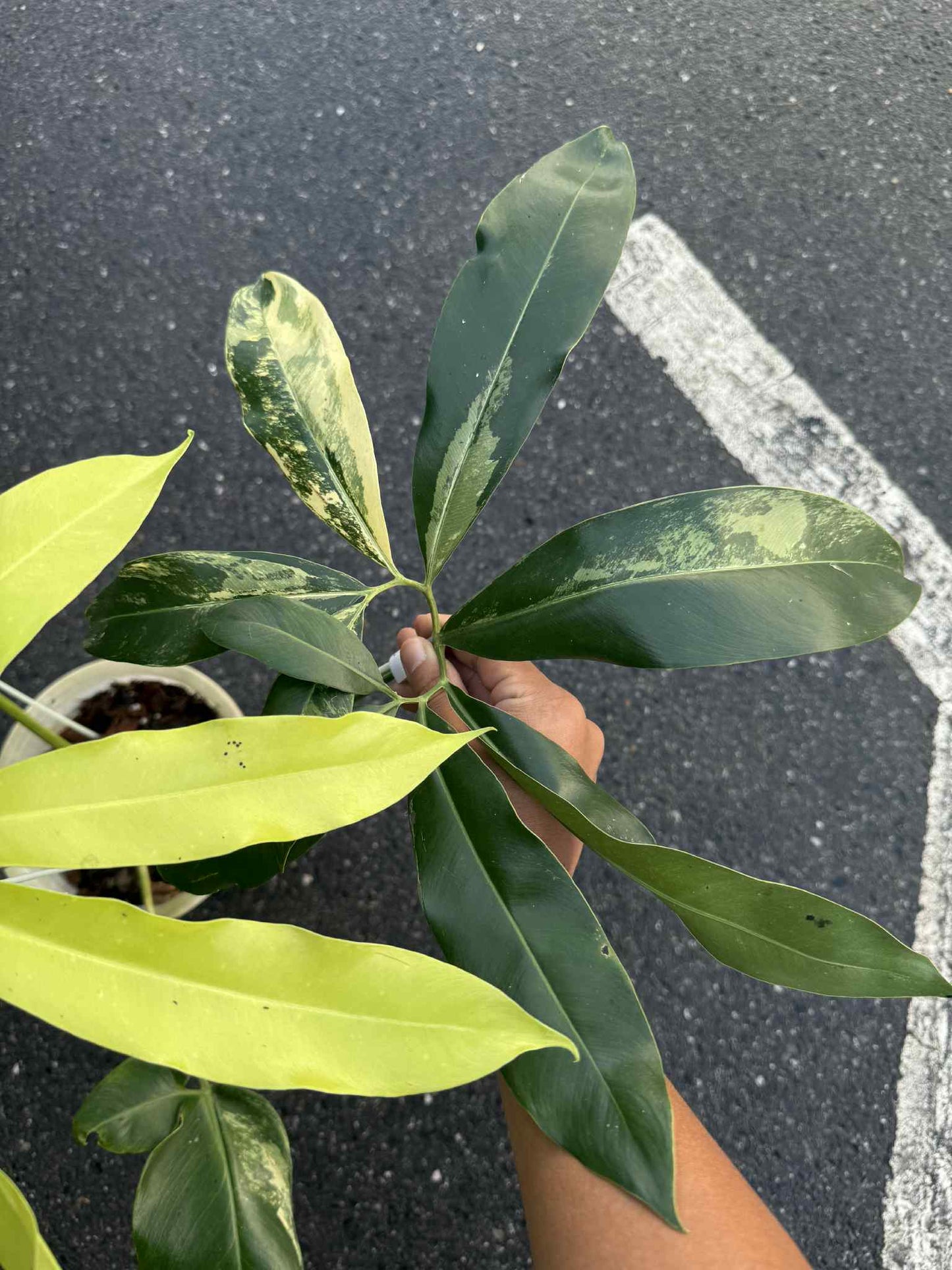 Philodendron Goeldii Aurea Variegated – Actual Plant