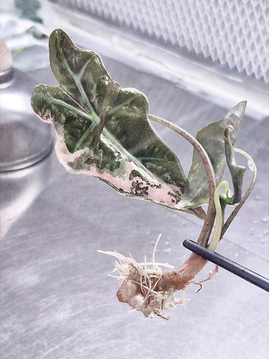 Alocasia Nobilis Pink Variegated– Tissue Culture Wholesale