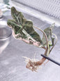 Alocasia Nobilis Pink Variegated– Tissue Culture Wholesale