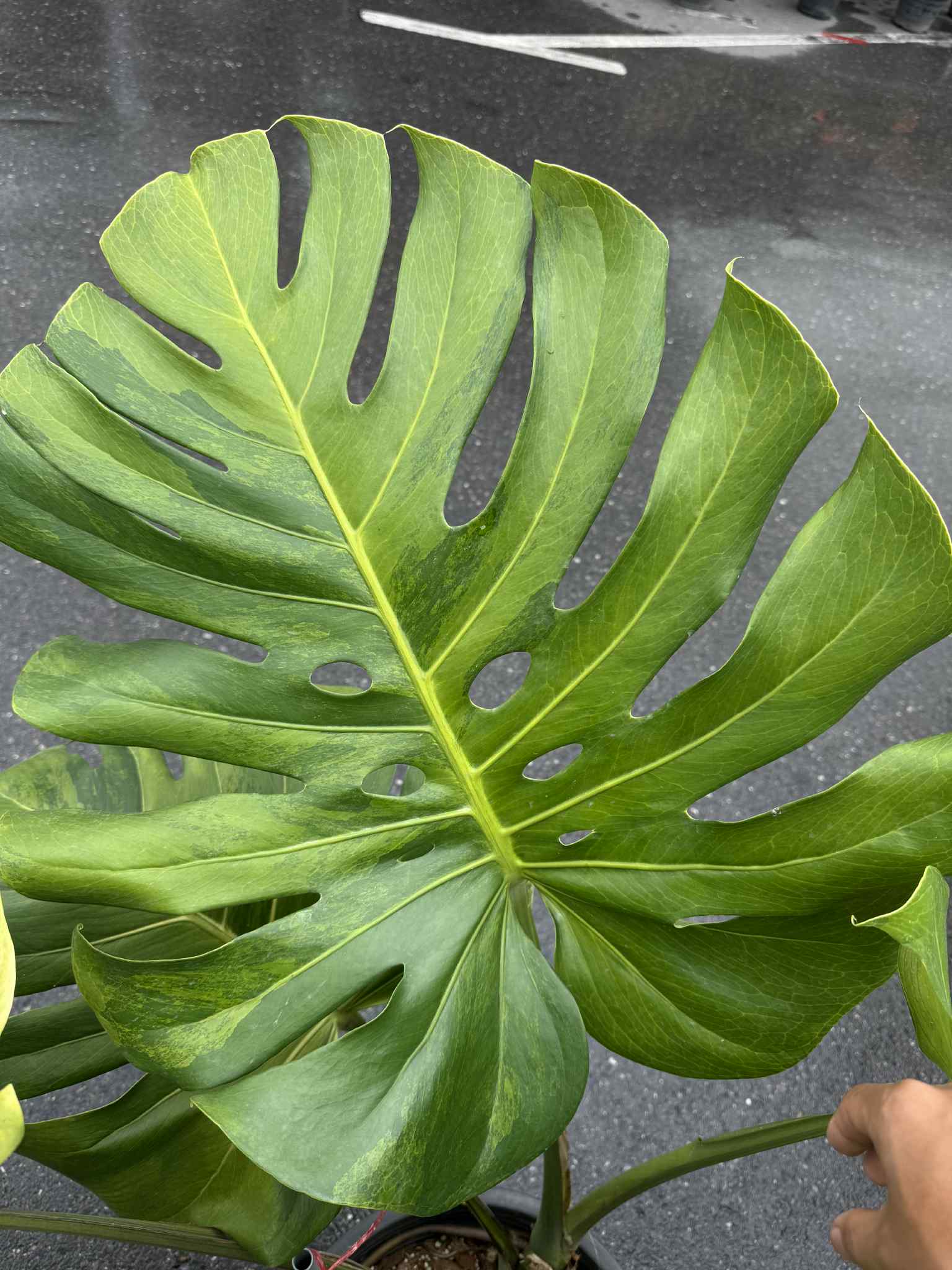 Monstera Deliciosa “Golden Mint” Variegated – Mature Big Size (Rare Actual Plant)