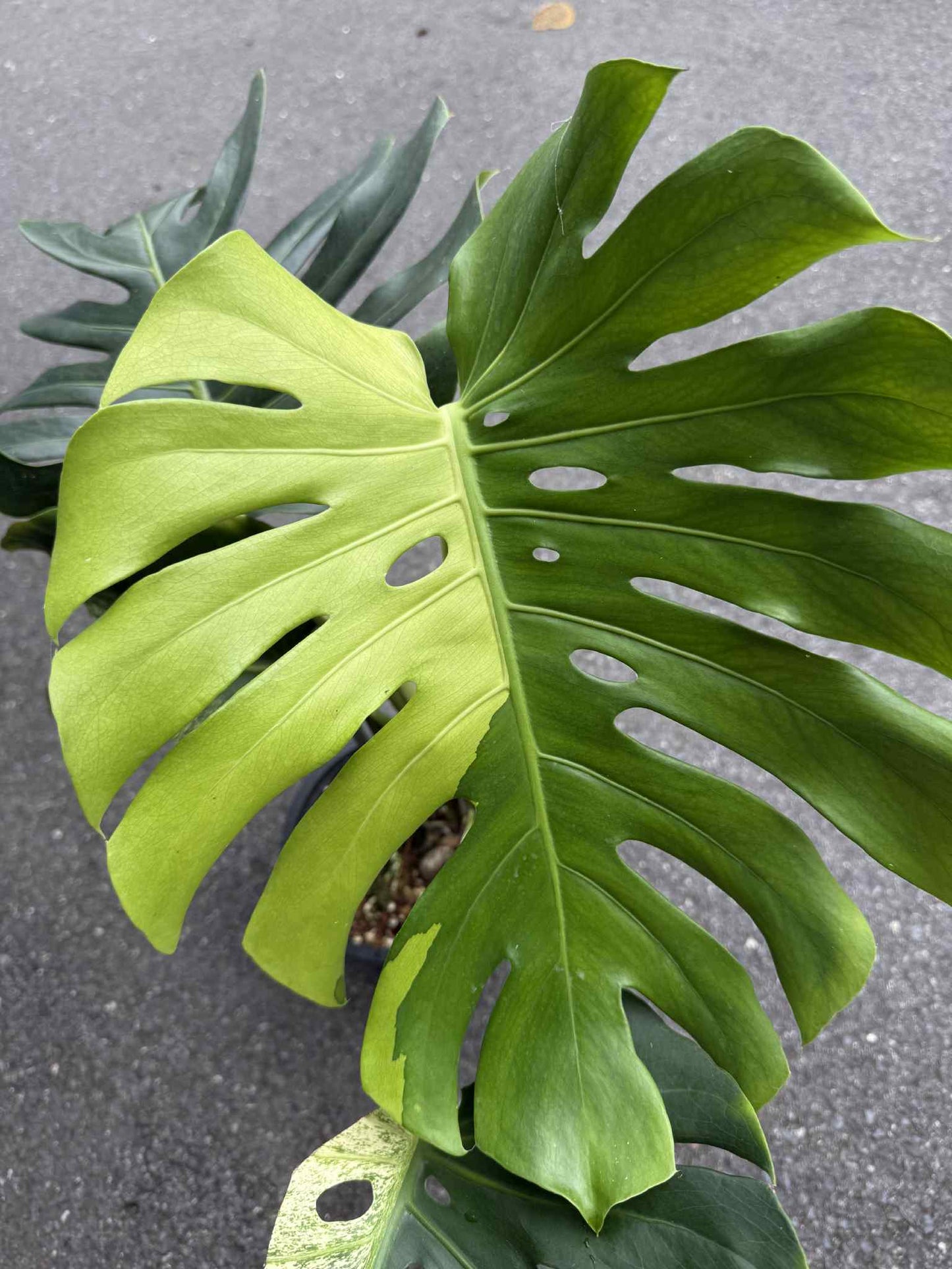 Monstera Deliciosa “Green On Lime” Variegated –(Actual Plant)