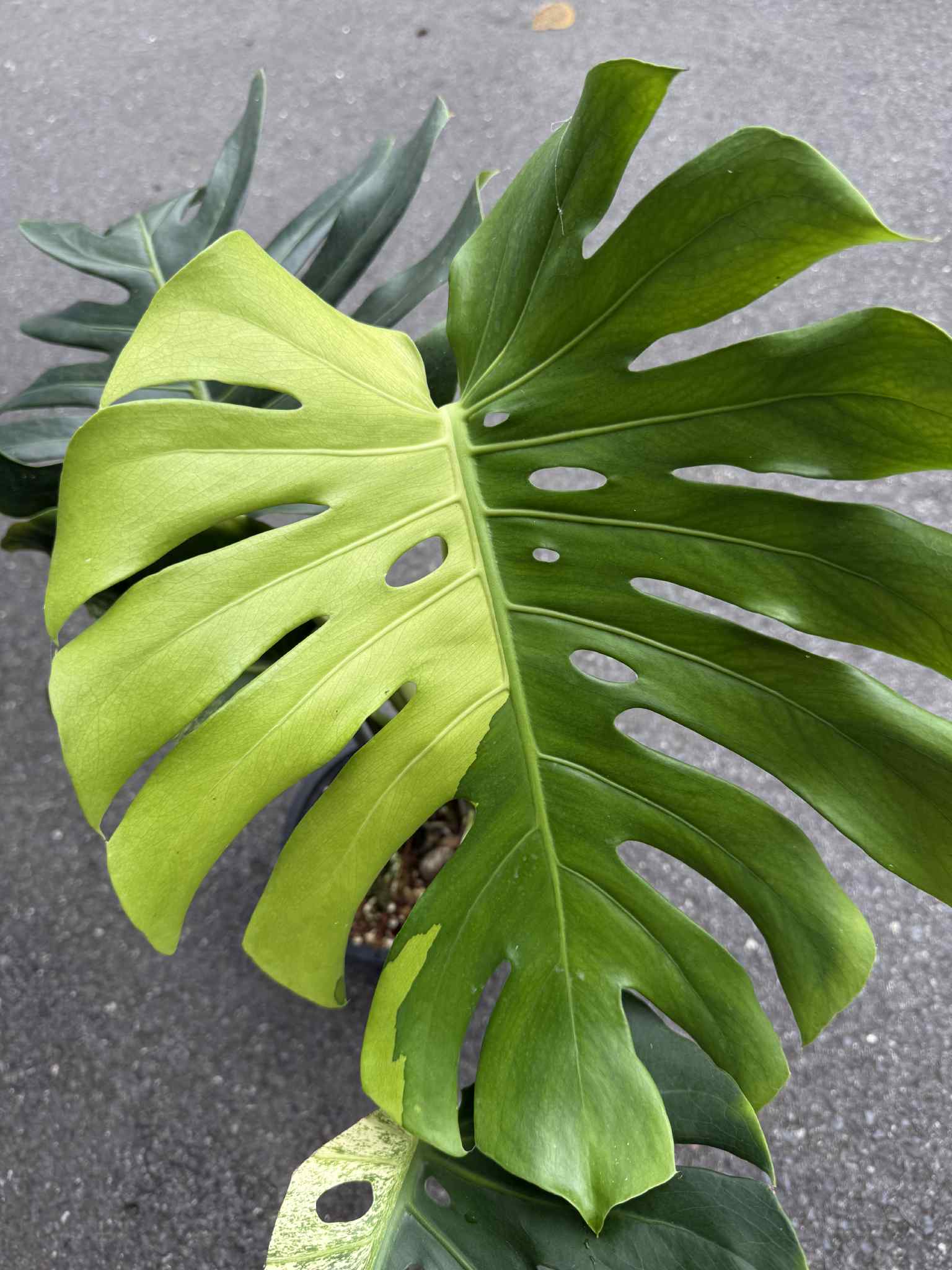 Monstera Deliciosa “Green On Lime” Variegated –(Actual Plant)
