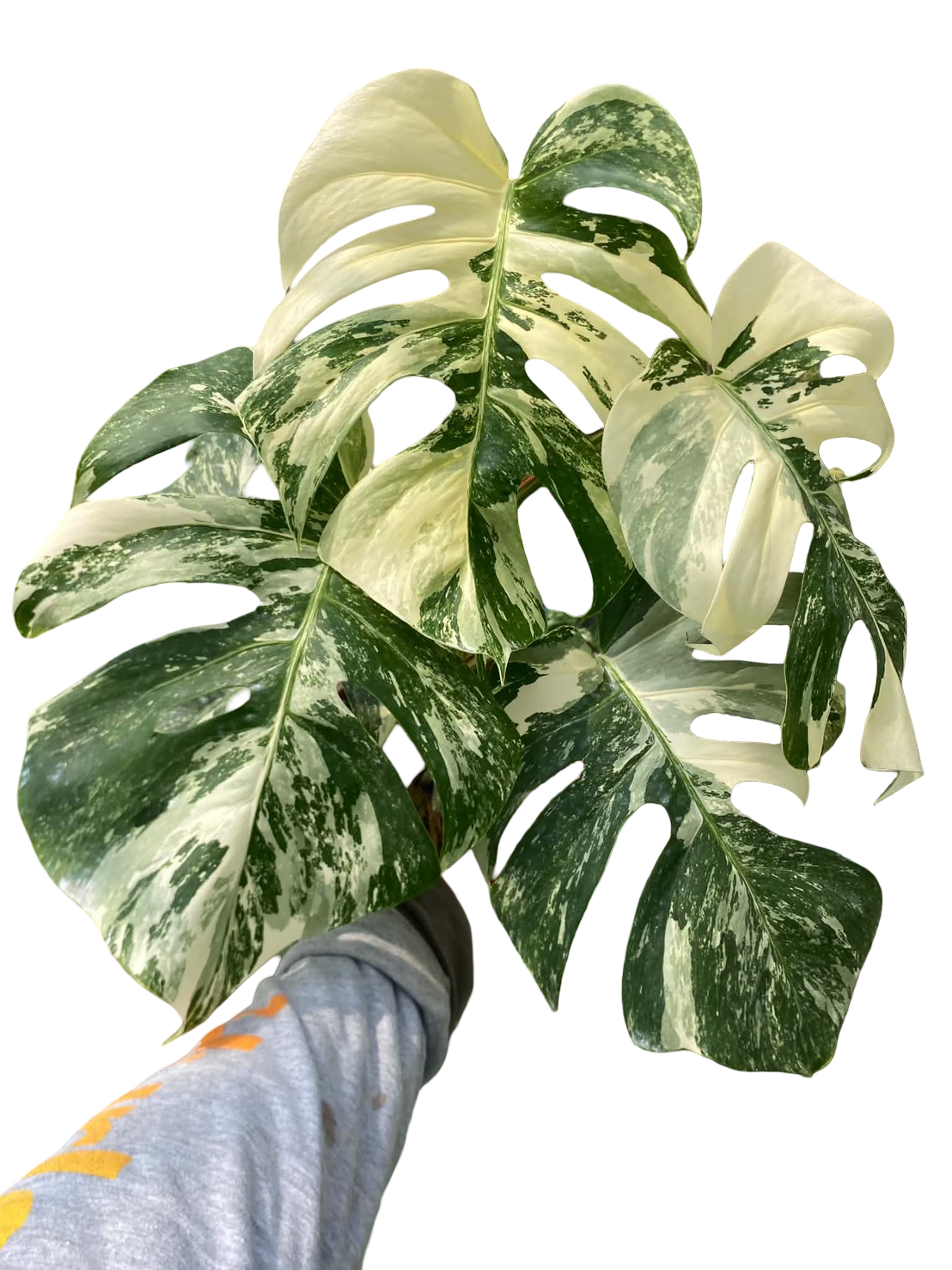 Monstera borsigiana ‘Albo Tiger’ Variegated – Set of 10 Plants