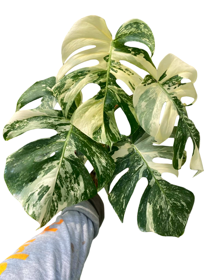 Monstera borsigiana ‘Albo Tiger’ Variegated – Set of 10 Plants