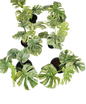 Monstera deliciosa “Legacy” Variegated – Wholesale Set of 4 Plants