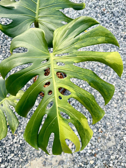 Monstera Deliciosa Yellow Variegated (Grown from Seed) NOID – Actual Plant