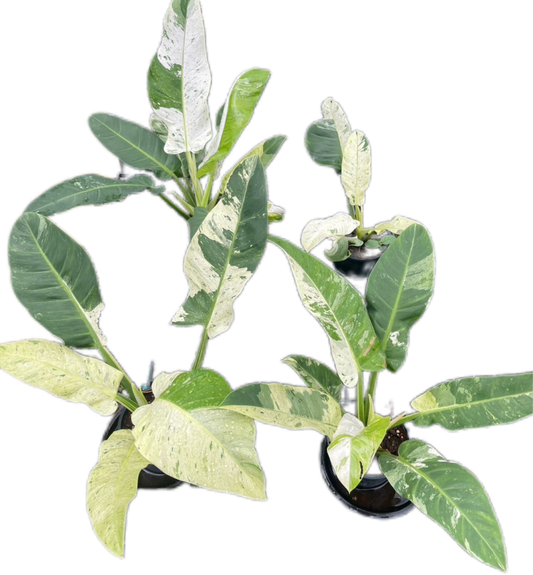 Philodendron Orlando Variegated