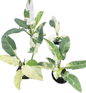 Philodendron Orlando Variegated